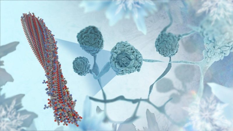 一種土壤常見真菌是「冰魔法使」，掌控水分子結冰能力